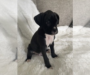 Boxer Puppy for sale in BURLINGTON, KY, USA