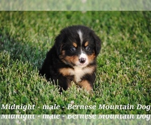 Bernese Mountain Dog Puppy for sale in OWENTON, KY, USA