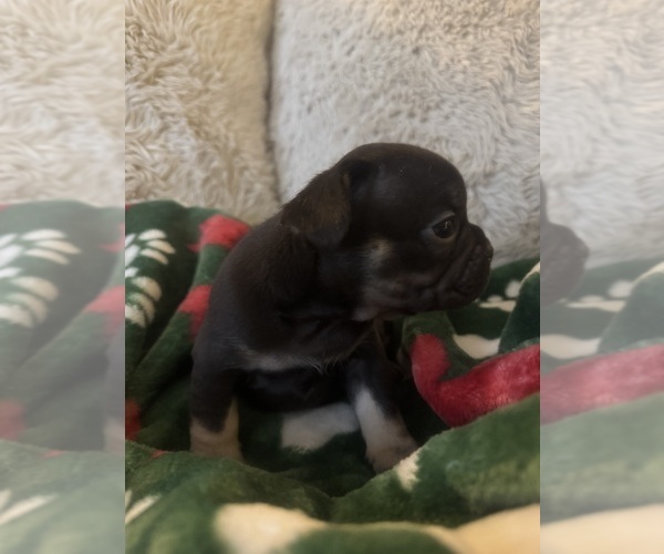 Medium Photo #4 French Bulldog Puppy For Sale in BONNEAU, SC, USA