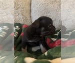 Small #3 French Bulldog