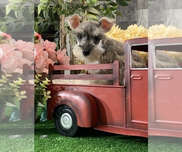 Medium Photo #2 Schnauzer (Miniature) Puppy For Sale in CANOGA, NY, USA
