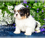 Small #6 Shih Tzu