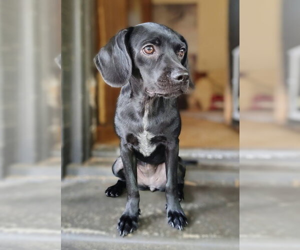 Medium Photo #1 Colonial Cocker Spaniel-Unknown Mix Puppy For Sale in Boston, MA, USA