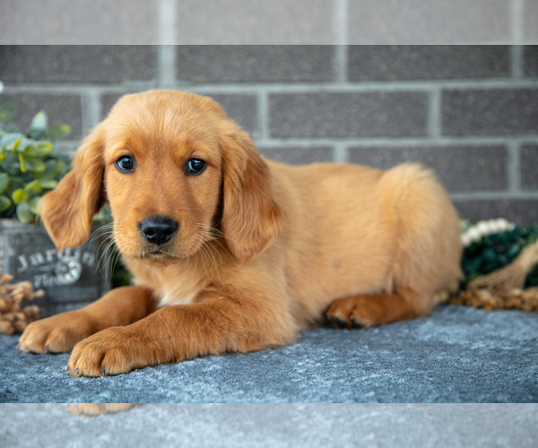 Medium Photo #2 Golden Retriever Puppy For Sale in MILLERSBURG, OH, USA