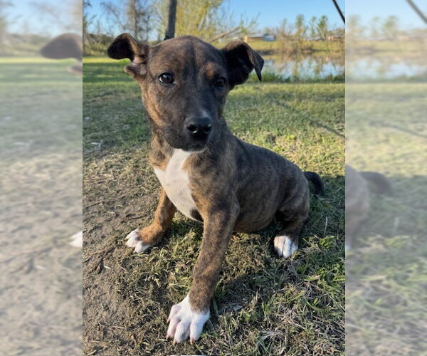 Medium Photo #1 Mutt Puppy For Sale in Tarrytown, GA, USA