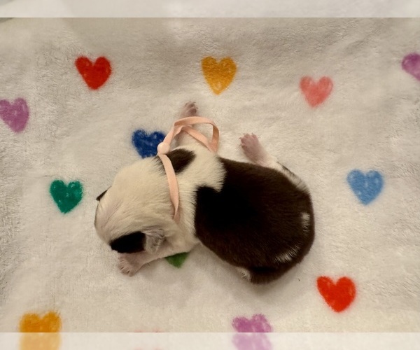 Medium Photo #16 Border Collie Puppy For Sale in MARYVILLE, TN, USA