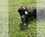 Small Photo #6 Aussiedoodle Puppy For Sale in VANCEBURG, KY, USA