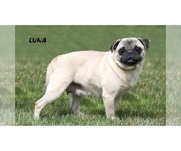 Medium Photo #16 Pug Puppy For Sale in CLARE, MI, USA