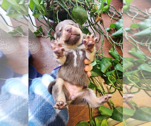 Medium Photo #4 Mutt Puppy For Sale in Evansville, IN, USA