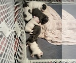 Small Photo #2 French Bulldog Puppy For Sale in FORESTVILLE, CA, USA
