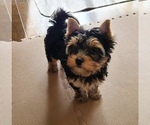 Small Photo #1 Yorkshire Terrier Puppy For Sale in DURHAM, CT, USA