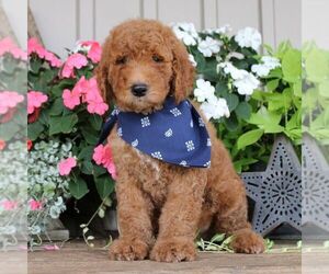 Goldendoodle-Poodle (Standard) Mix Puppy for sale in W ALEX, OH, USA