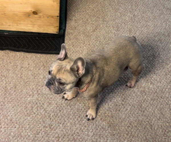 Medium Photo #1 French Bulldog Puppy For Sale in SAN FRANCISCO, CA, USA