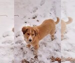 Small Photo #6 English Shepherd Puppy For Sale in VAN WERT, OH, USA