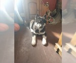 Small Photo #3 Siberian Husky Puppy For Sale in WORTHINGTON, PA, USA