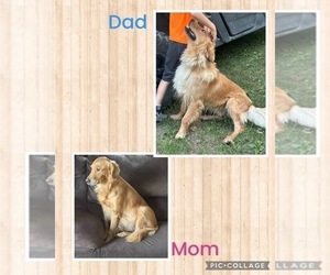 Father of the Golden Retriever puppies born on 05/01/2025