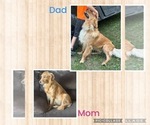 Small Photo #1 Golden Retriever Puppy For Sale in PAYNESVILLE, MN, USA