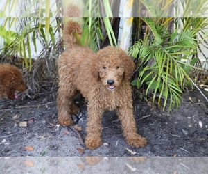 Labradoodle Puppy for sale in TAMPA, FL, USA