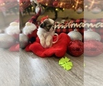 Small Photo #8 Shih Tzu Puppy For Sale in NAPLES, FL, USA