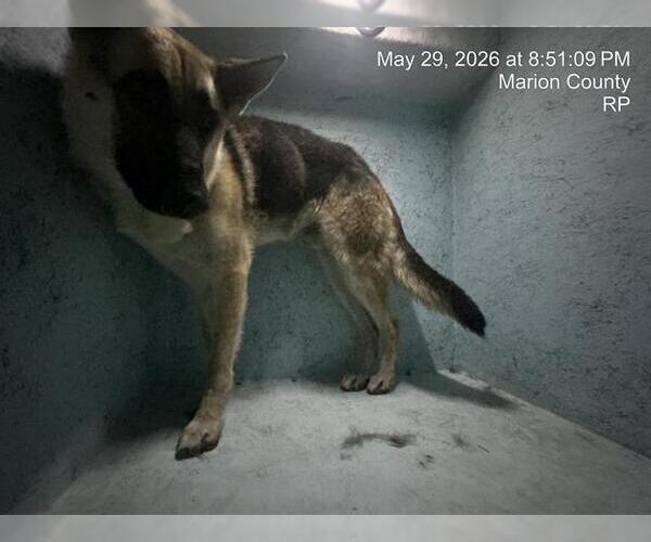 Medium Photo #1 German Shepherd Dog Puppy For Sale in Ocala, FL, USA