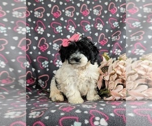 Cock-A-Poo Puppy for sale in BIRD IN HAND, PA, USA