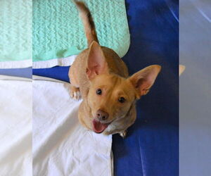 Mia, A Corgi-Dachshund mix - Female Dachshund-Unknown Mix Dog for Adoption - Photo #2
