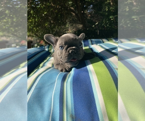 Medium Photo #17 French Bulldog Puppy For Sale in CITY INDUSTRY, CA, USA
