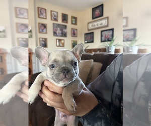 French Bulldog Puppy for sale in BURLINGTON, WI, USA