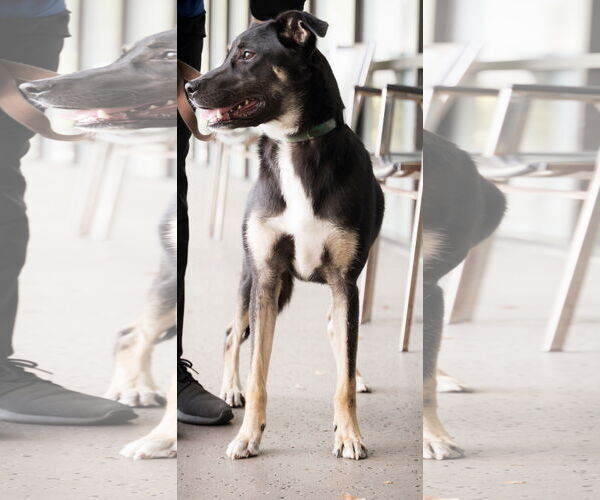 Medium Photo #2 Mutt Puppy For Sale in Royal Palm Beach, FL, USA