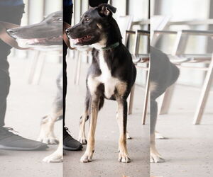 Drake - Male Mutt Dog for Adoption - Photo #2