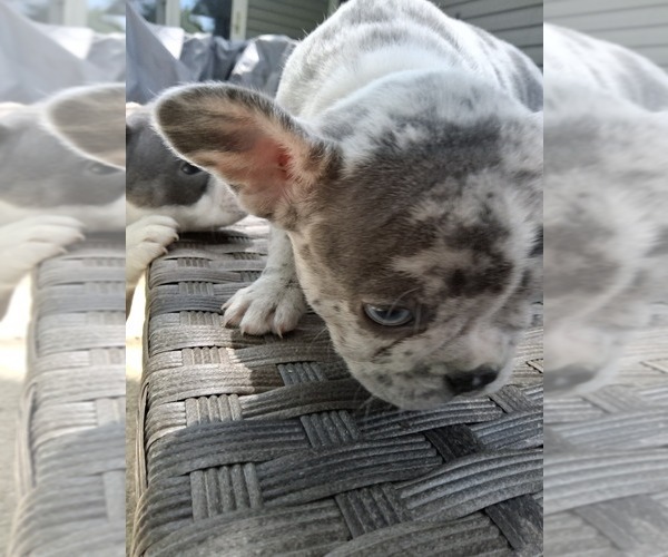 Medium Photo #43 French Bulldog Puppy For Sale in ASHLAND, OH, USA
