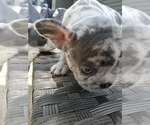 Puppy Sissy French Bulldog