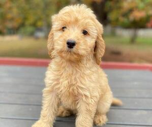 Goldendoodle Puppy for sale in HICKORY, NC, USA