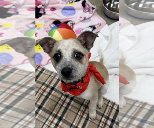 Medium Photo #6 Mutt Puppy For Sale in Bellevue, WA, USA
