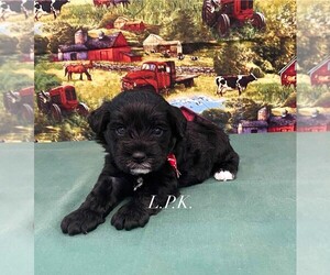 Maltipoo Puppy for sale in WINNSBORO, LA, USA