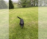 Small Photo #1 Labrador Retriever Puppy For Sale in SWANTON, MD, USA
