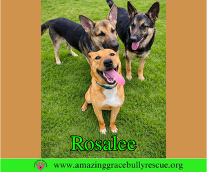 Rosalee - Female Chow Chow-Unknown Mix Dog for Adoption - Photo #2