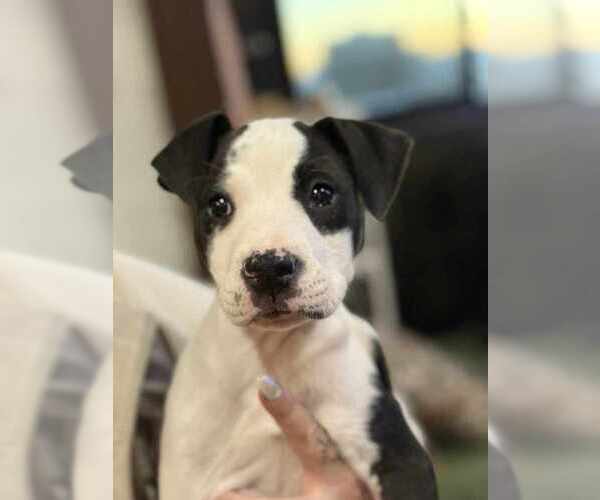 Medium Photo #3 American Staffordshire Terrier-Unknown Mix Puppy For Sale in Lakewood, CO, USA