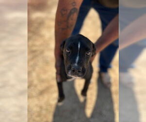 Boxer Dogs for adoption in HESPERIA, CA, USA
