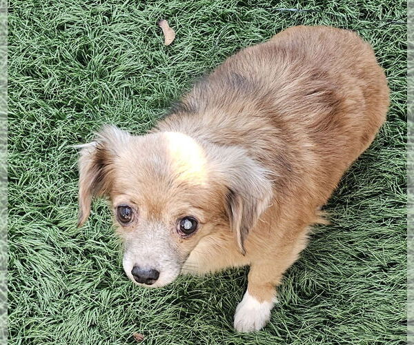 Medium Photo #2 Chiweenie Puppy For Sale in Oakhurst, NJ, USA