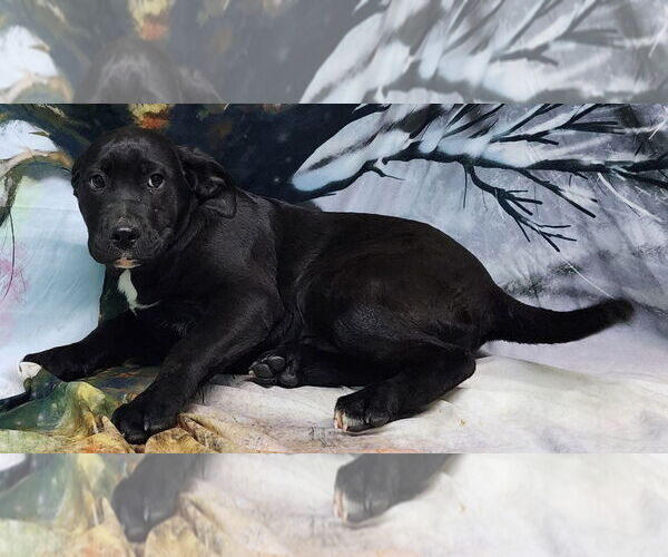 Medium Photo #2 Bulldog-Labrador Retriever Mix Puppy For Sale in Wetumpka, AL, USA