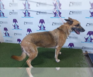 German Shepherd Dog Dogs for adoption in Orlando, FL, USA
