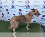 Small German Shepherd Dog