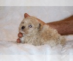 Small Photo #17 Poodle (Toy) Puppy For Sale in DYERSBURG, TN, USA