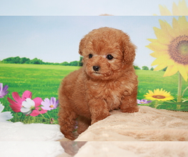 Medium Photo #2 Poodle (Toy) Puppy For Sale in CHICAGO, IL, USA