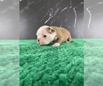 Small #20 Boston Terrier