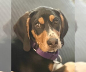 Mutt Dogs for adoption in Rockaway, NJ, USA
