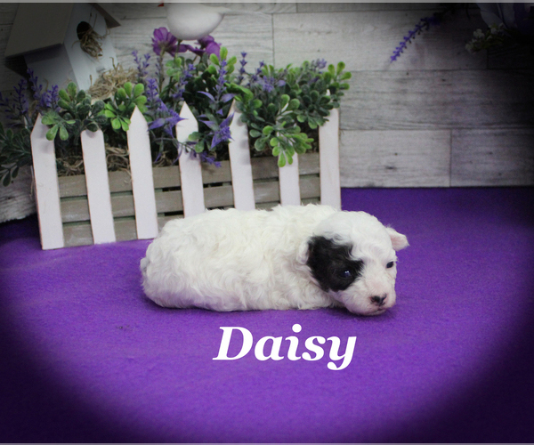Medium Photo #6 Poodle (Toy) Puppy For Sale in CHANUTE, KS, USA