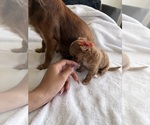 Small Photo #19 Chihuahua Puppy For Sale in SAN ANTONIO, TX, USA