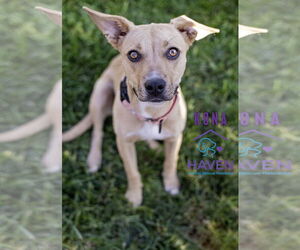 Medium Labrador Retriever Mix